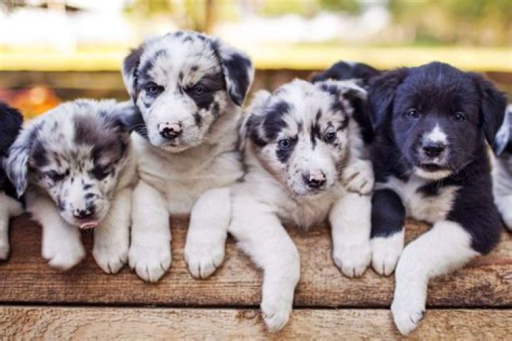 Why do breeders give up dogs?