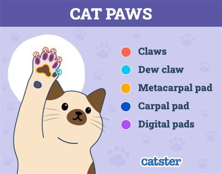 Why do cats paw you when you walk by?