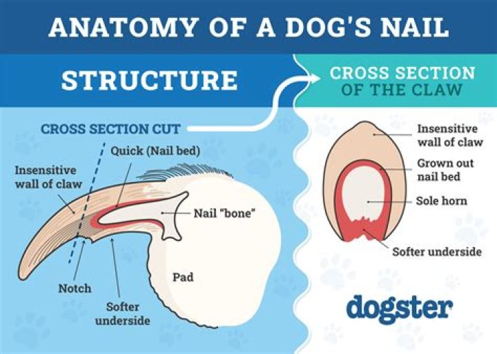 Why do dog's nails bleed when cut?