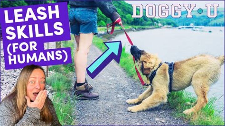 Why do dogs hate leashes?