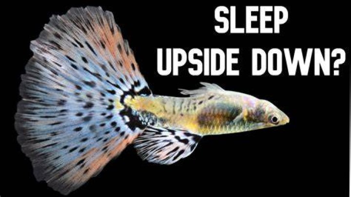 Why do fish sleep upside down?