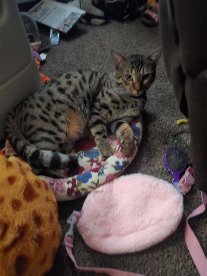 Why does my cat lick lotion?