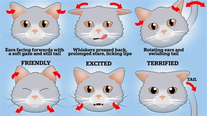 Why does my cat meow back when I talk to her?