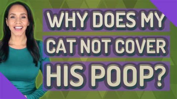 Why does my cat not cover his poop?