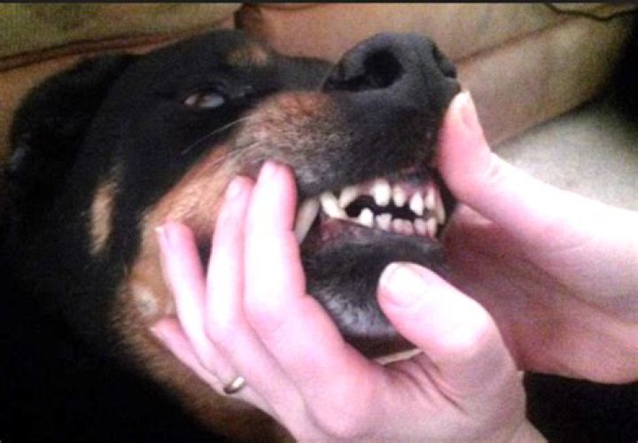 Why does my dog nibble with his front teeth?