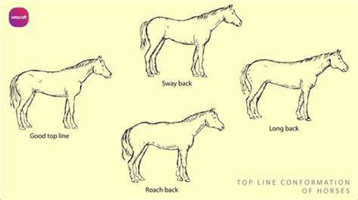 Why does my horse sway back and forth?