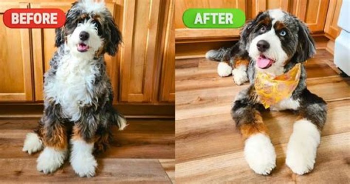 Why is my Bernedoodle not curly?