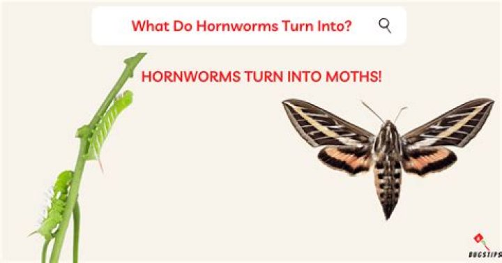 Why is my hornworm turning black?