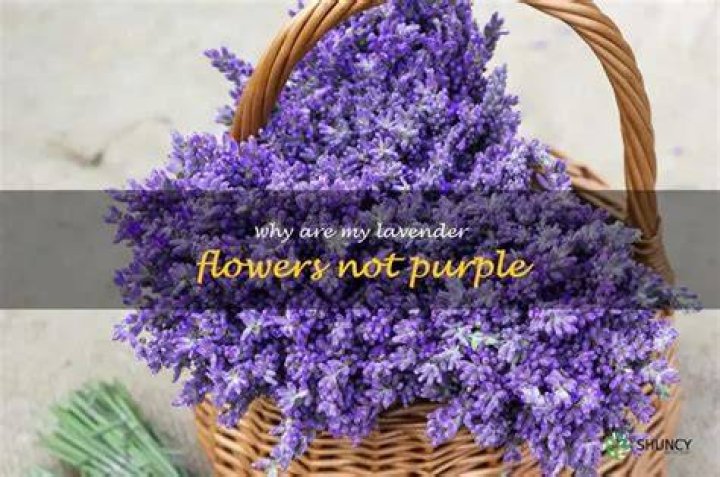 Why is my lavender not purple?
