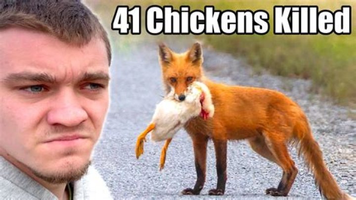 Why would a fox bark at me?
