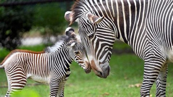Will a stallion hurt a foal?