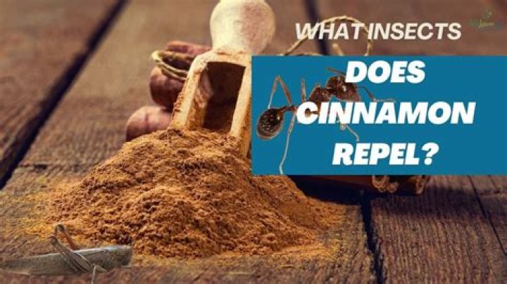 Will cinnamon attract insects?