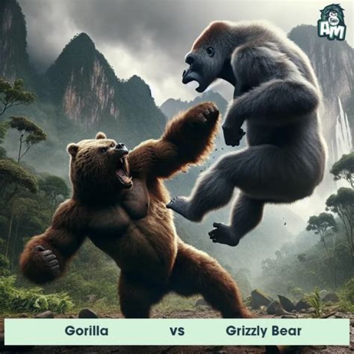 Would a gorilla or a bear win in a fight?